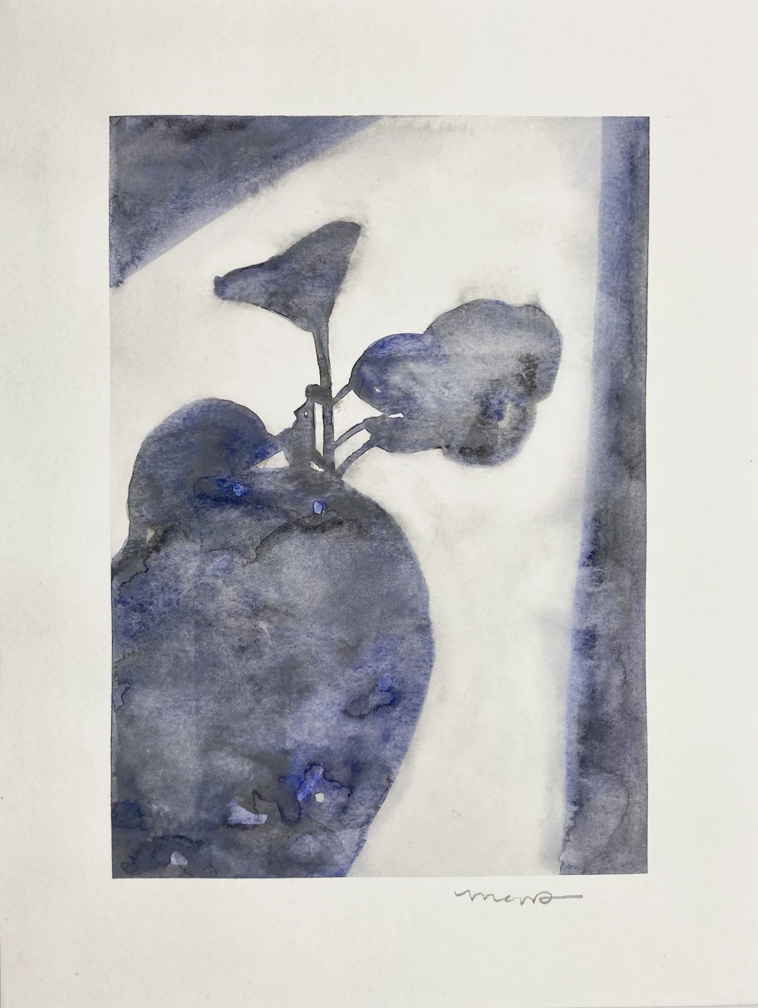 Blue Plant Shadow.jpeg