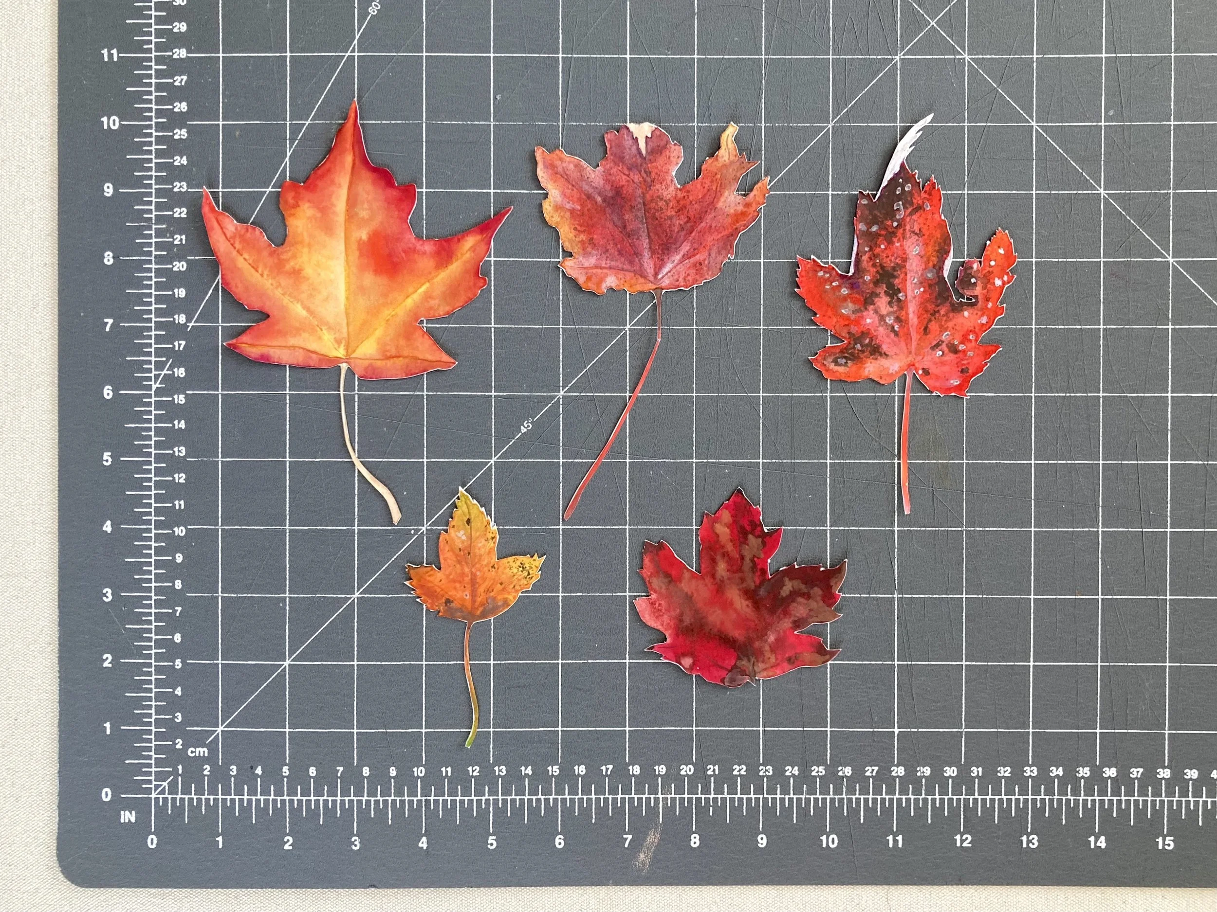 Leaves - Maple 2.jpeg