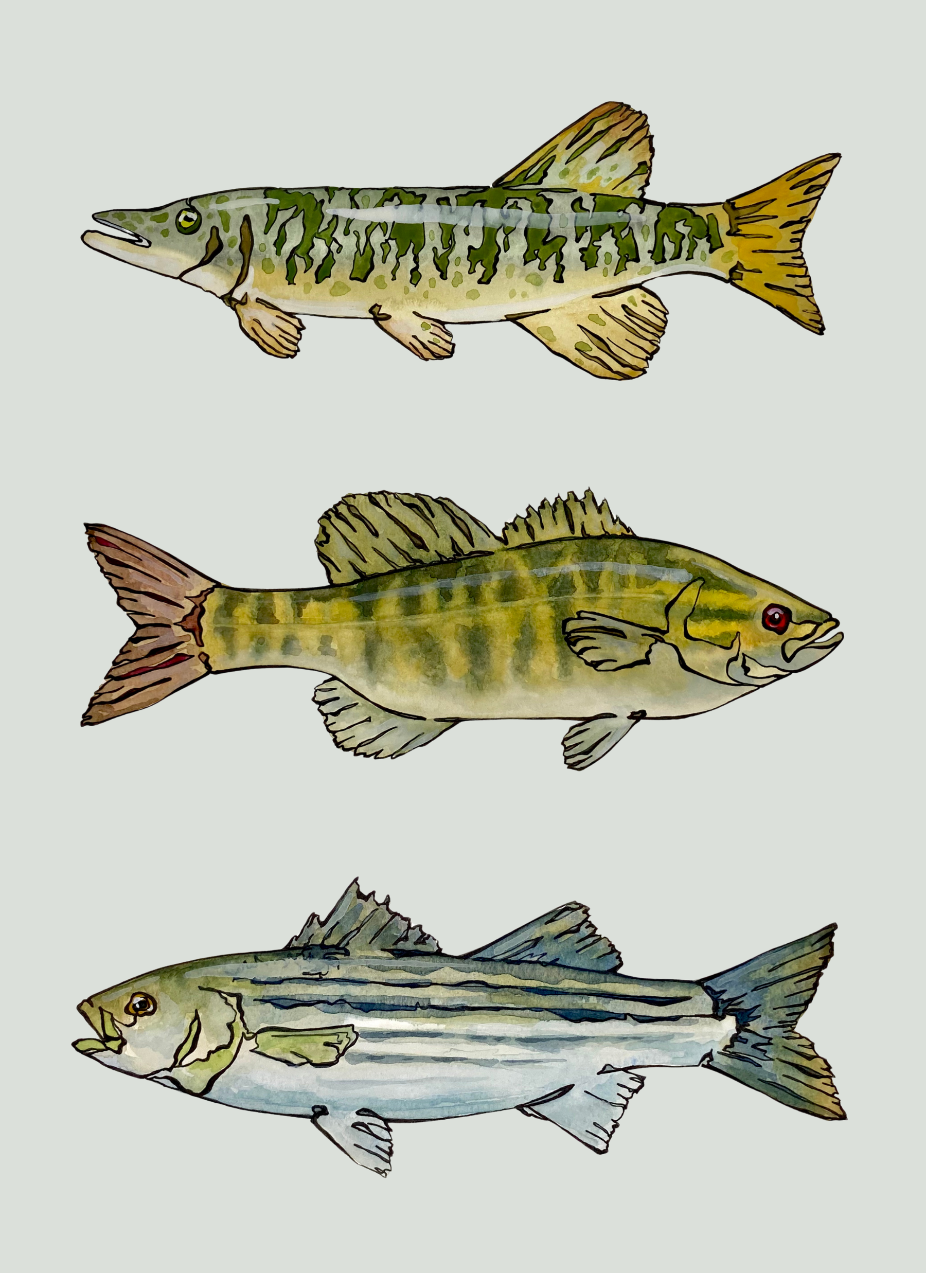 Warmwater Fish Card.png