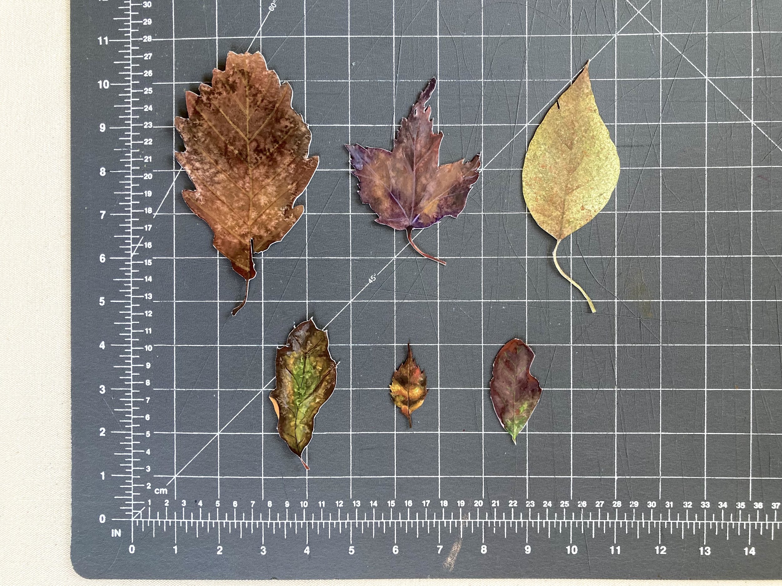 Leaves - Brown 2.jpg