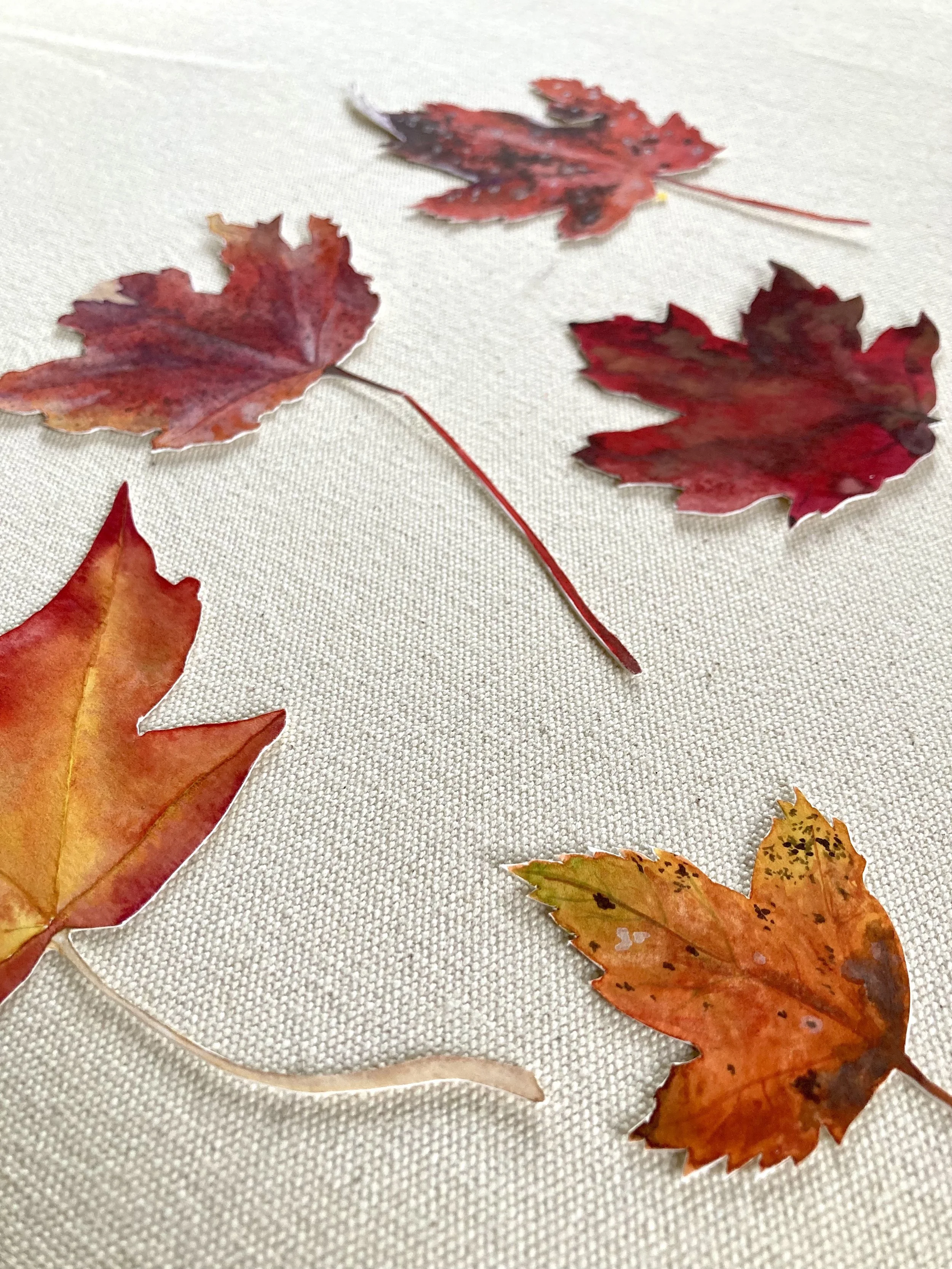 Leaves - Maple 4.jpeg