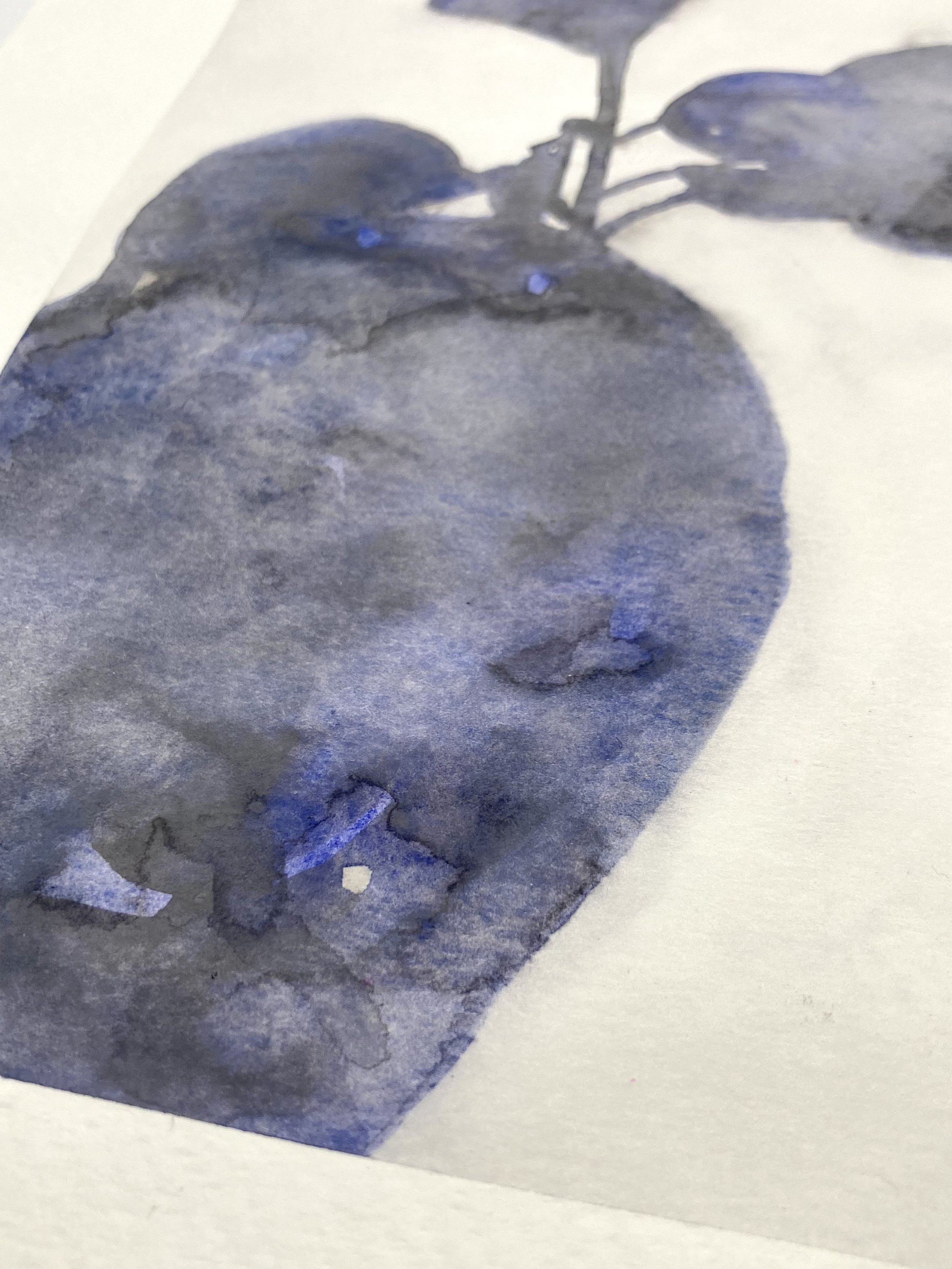 Blue Plant Shadow - Detail.jpeg