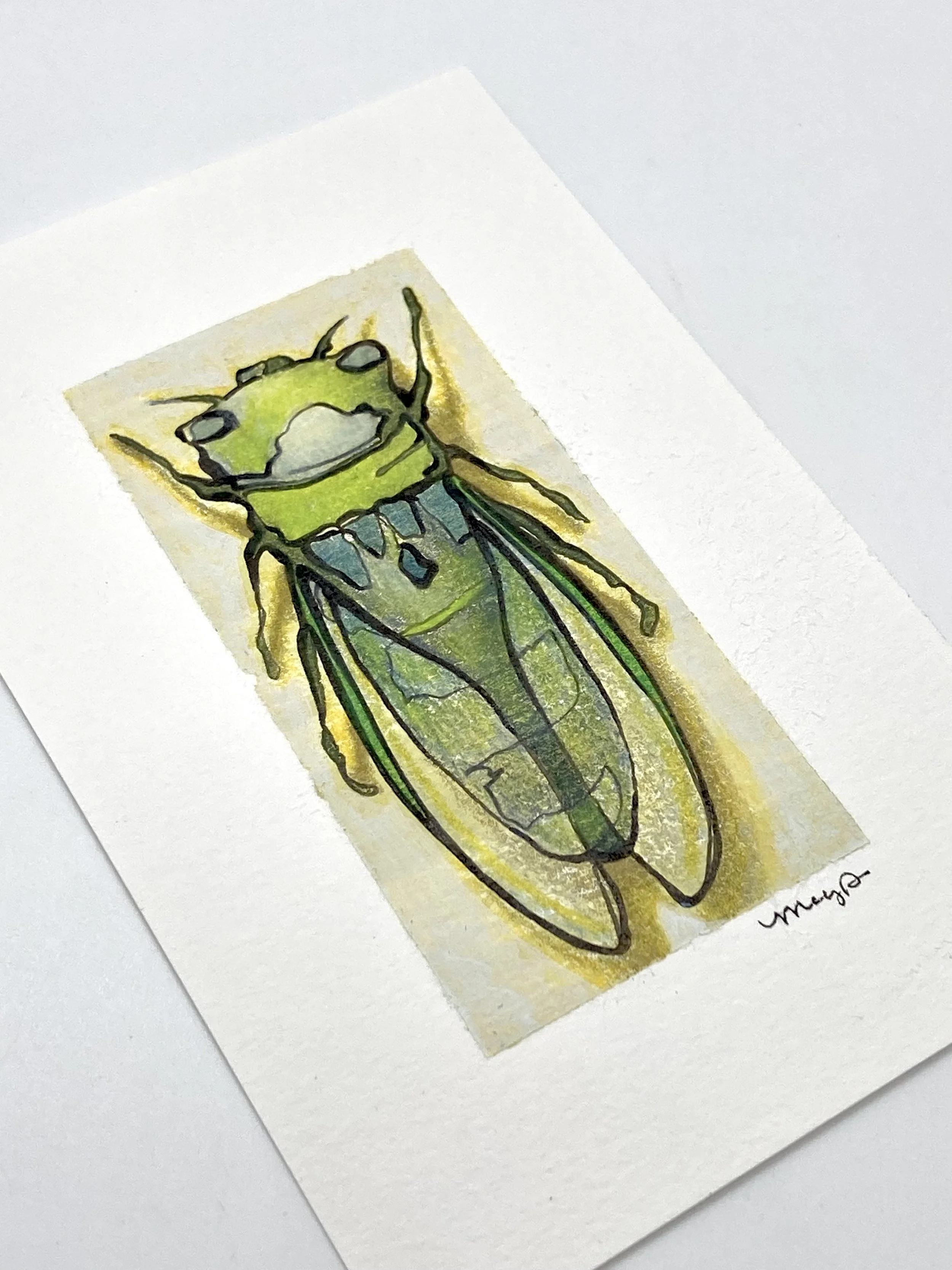 Annual Cicada Detail.jpeg