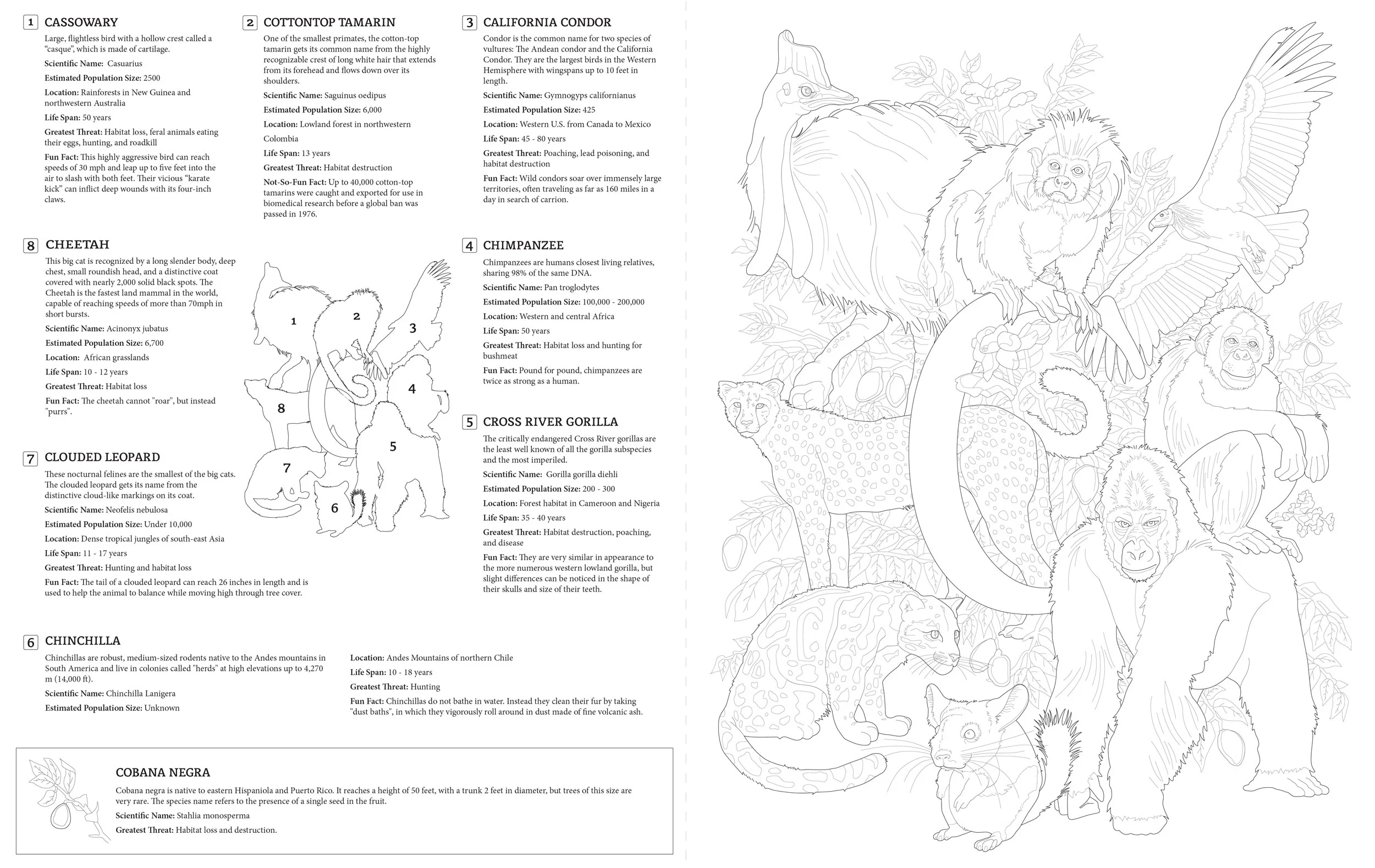 E is for Endangered, Letter C