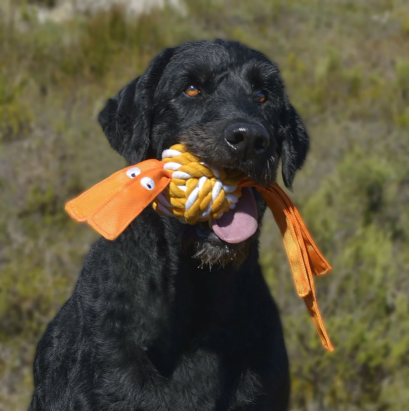 cowboyz orange labradoodle.jpg
