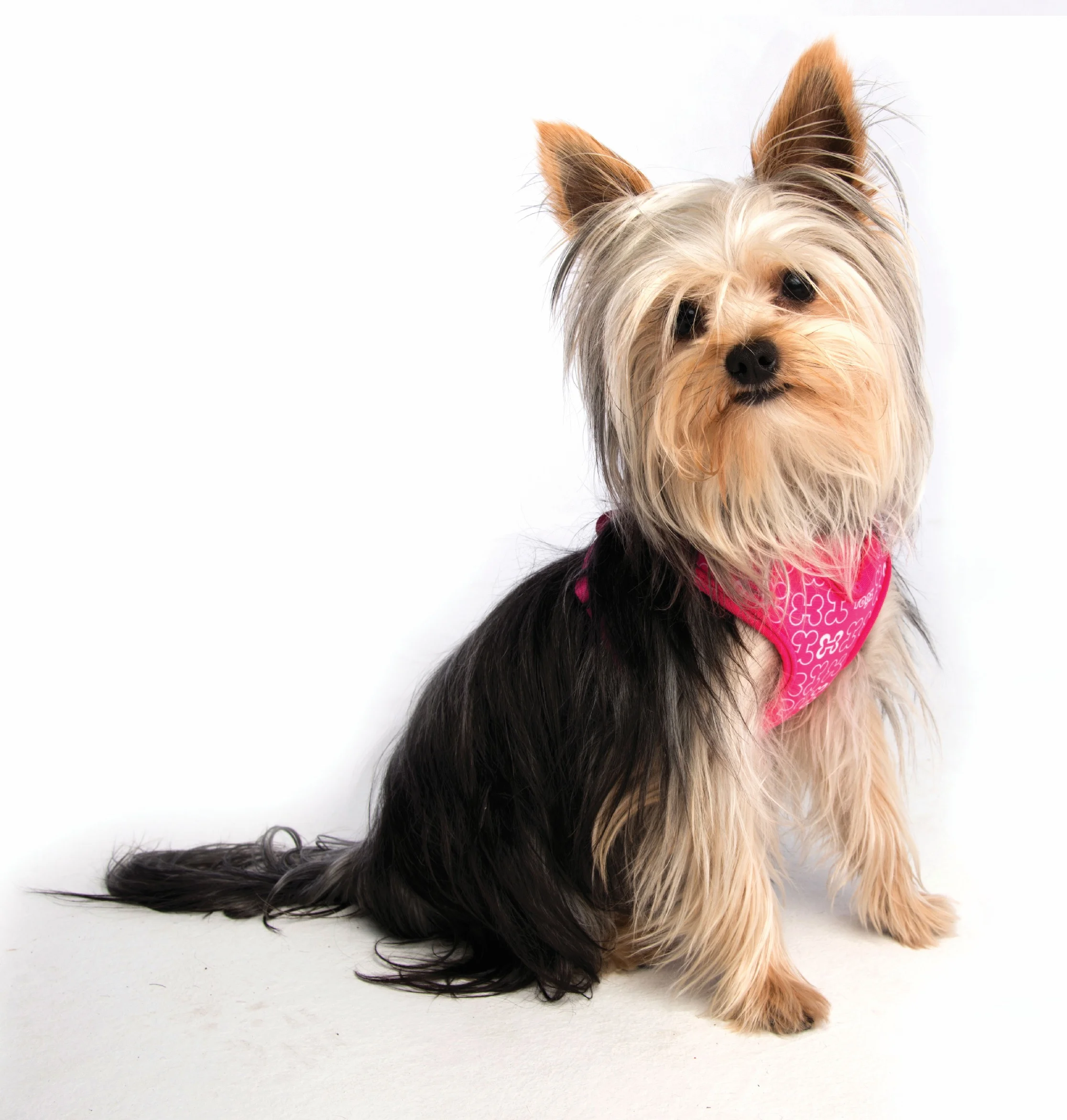 WRAPS INK YORKIE.jpg