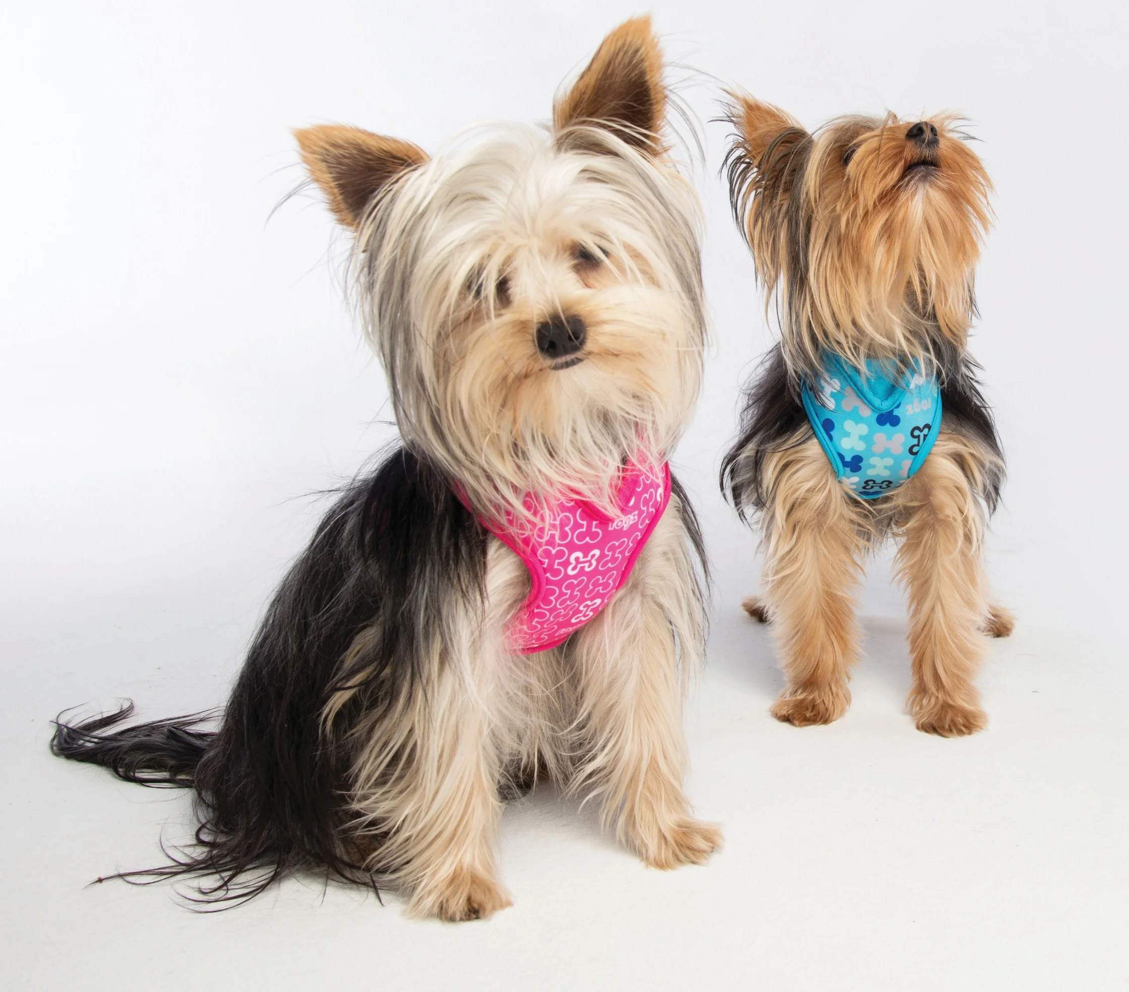 wraps yorkies blue pink.jpg
