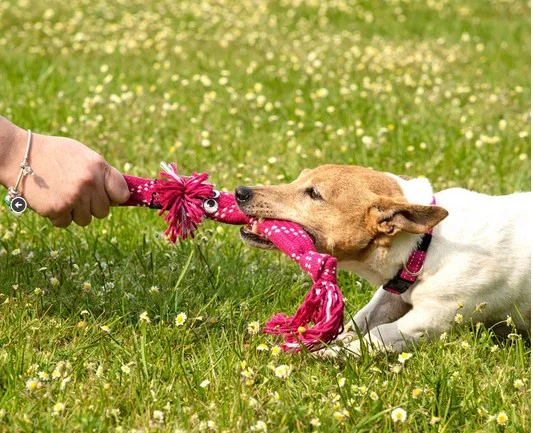 SCRUBBBZ DOG.jpg