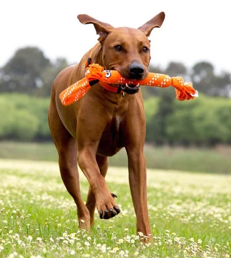 SCRUBZ DOG.jpg