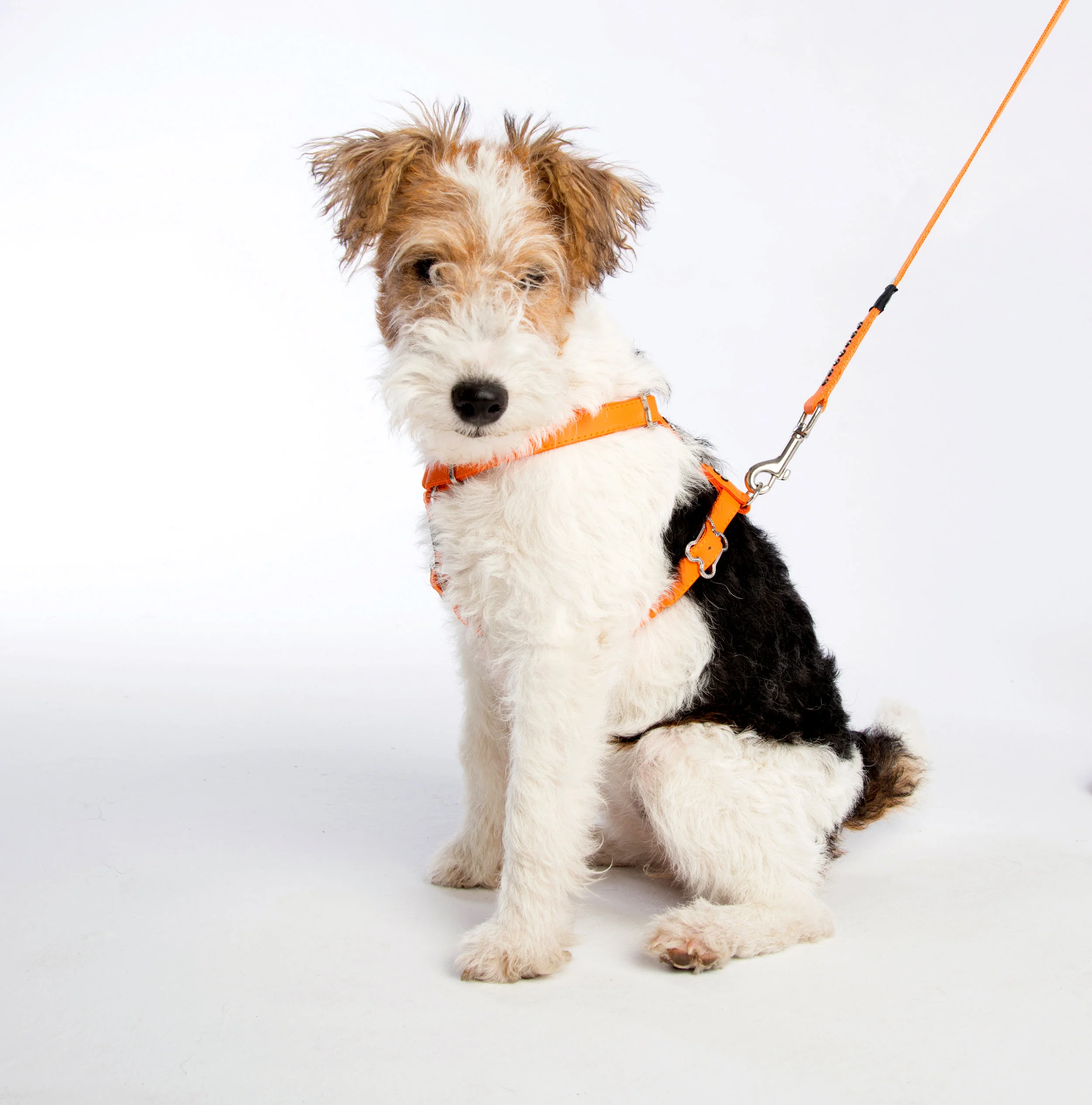 Luna Orange HarnessLead_3.jpg
