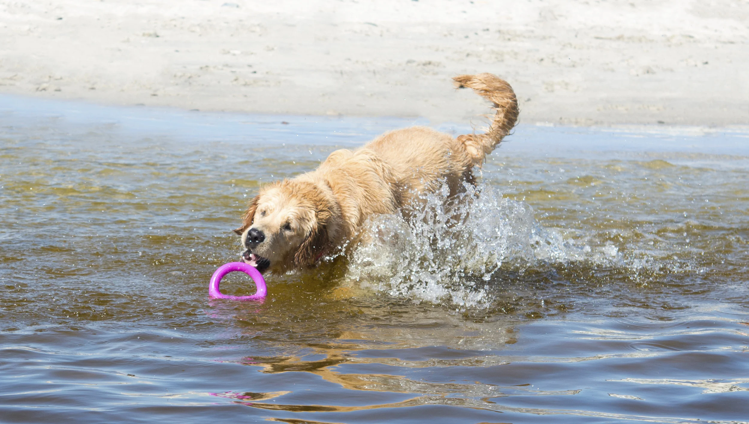Pop-Upz_Pink_3 dog water.jpg