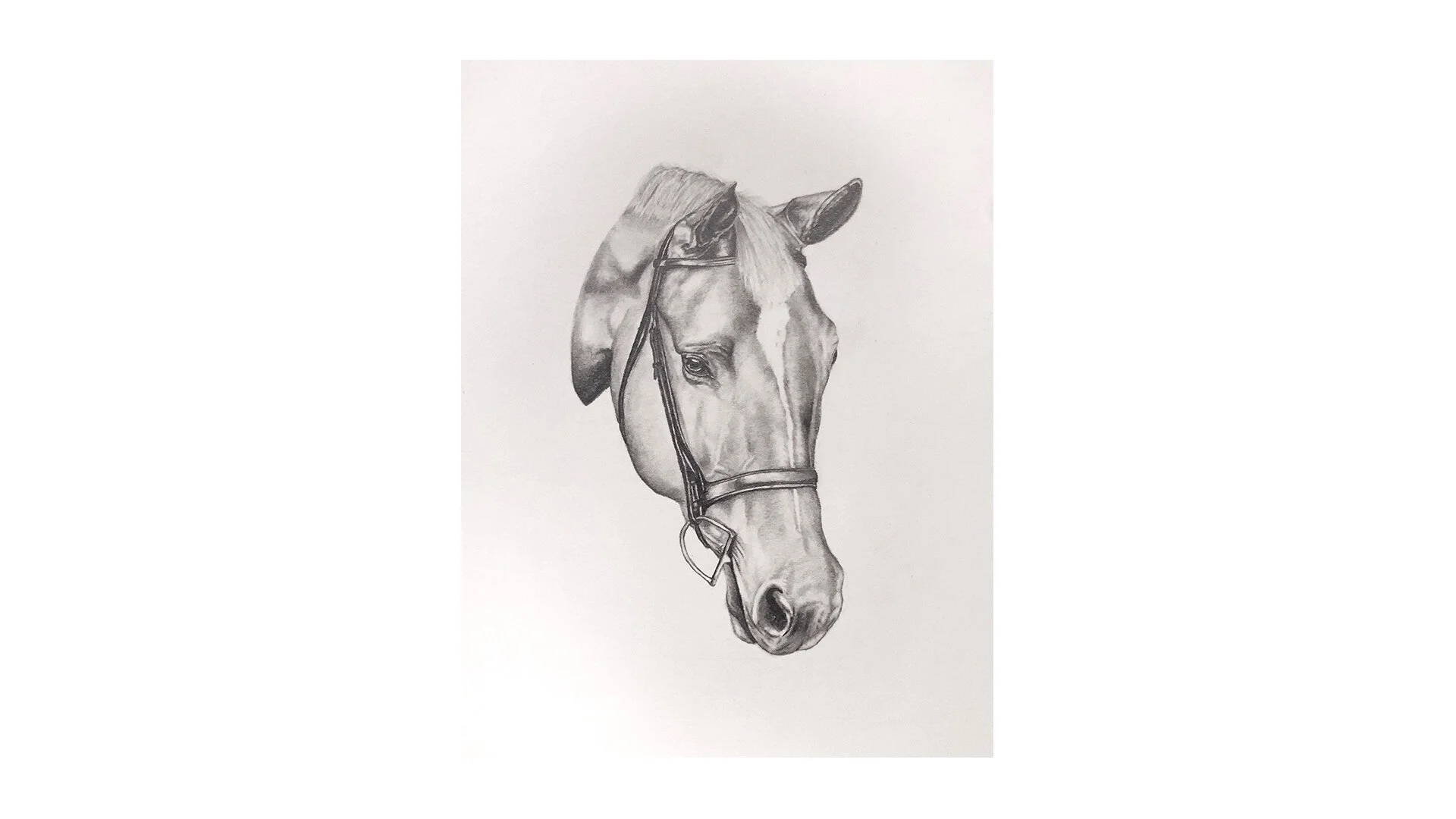 equine artArtboard 1 copy 5.jpg