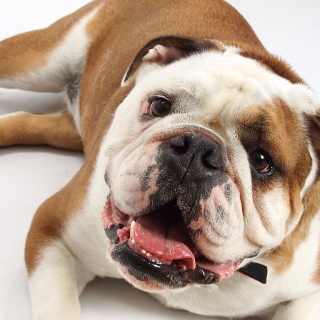 Happy boy! #charlie #cooper #english #bulldog #englishbulldog #englishbulldogsofinstagram