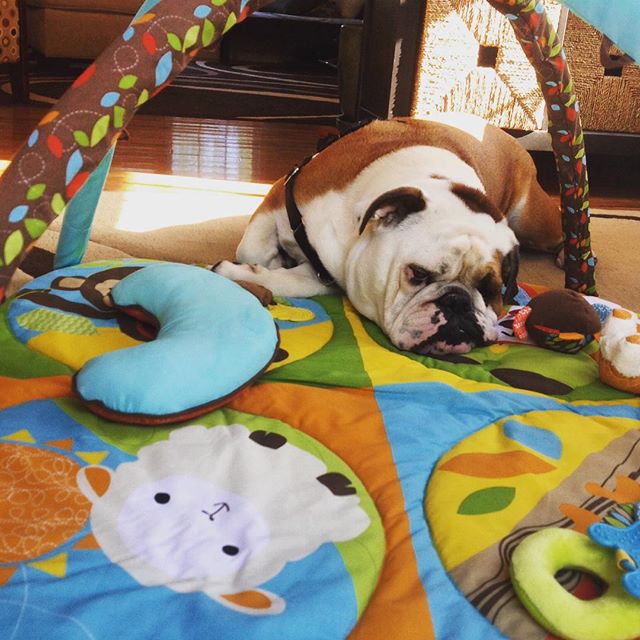 I like tummy time! #english #bulldog #englishbulldog #englishbulldogs #englishbulldogsofinstagram #babybrother