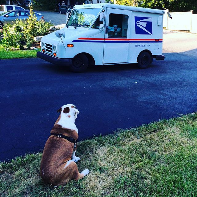My favorite person #charlie #cooper #english #bulldog #englishbulldogs #englishbulldogsofinstagram