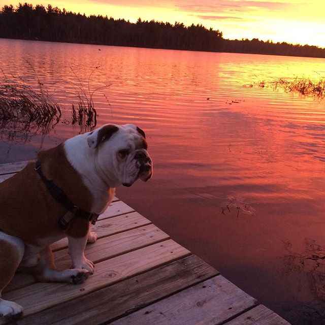 #charlie #cooper #sunset #lakeside #englishbulldog #englishbulldogofinstagram