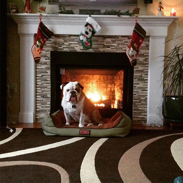 My favorite time of year! #Christmas #fire #english #bulldog #englishbulldog #englishbulldogofinstagram #charlie #cooper