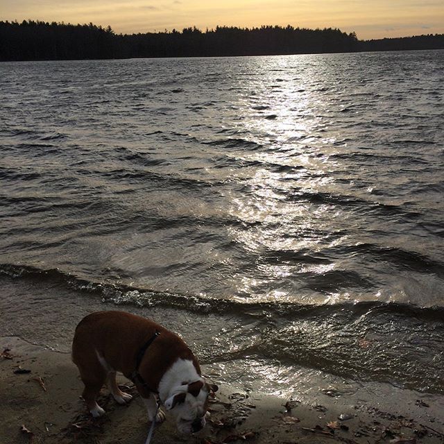 Life is good! #englishbulldog #englishbulldogofinstagram #bulldog #lakehouse #lifeisgood