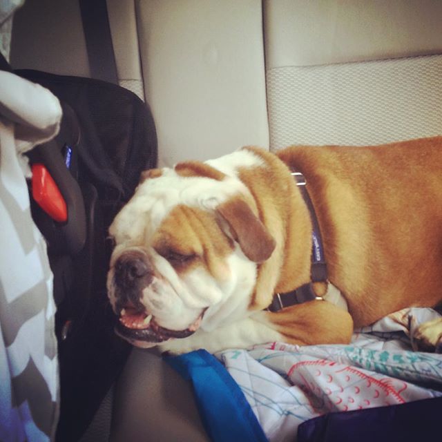 Road trip with my little bro. #backseat #englishbulldogsofinstagram #englishbulldog #englishbulldogs #english #bulldog #buddies