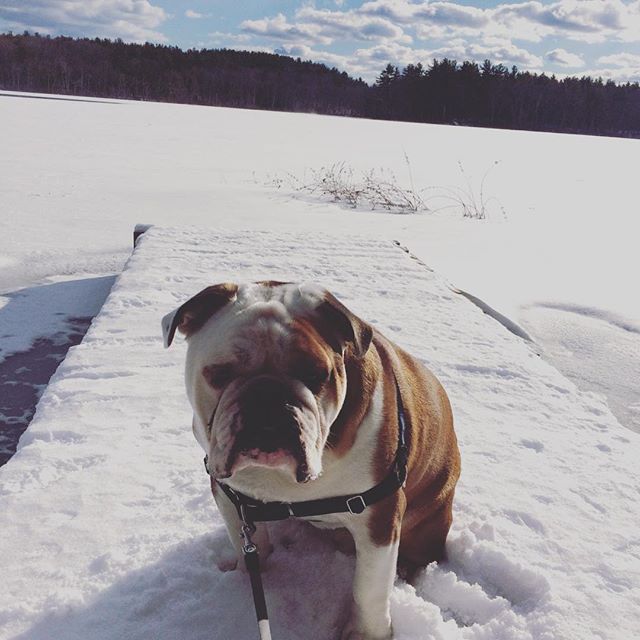 Snow! #charlie #bulldog #bulldogsofinstagram #snow