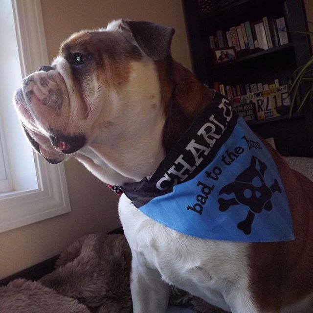 #charlie #cooper #bulldog #bulldogsofinstagram #badtothebone