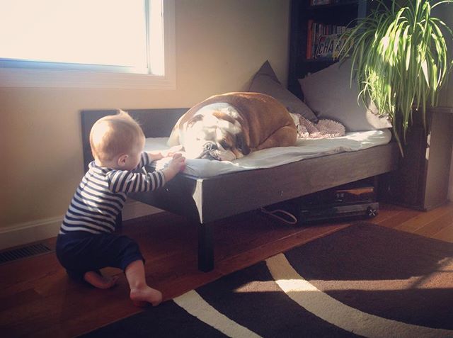 Best buds! #charlie #englishbulldog #englishbulldogofinstagram #mansbestfriend #cooper #bulldog #myboys