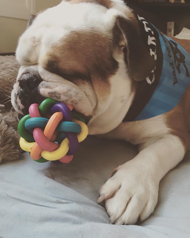 Nom nom nom... #Charlie #englishbulldog #englishbuldogsofinstagram #cutie