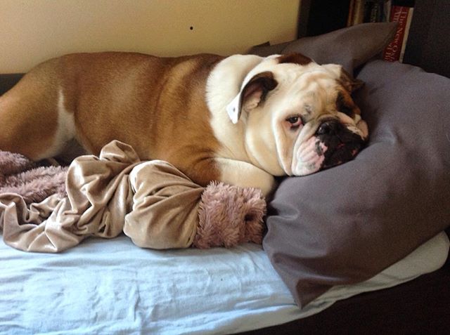 #bulldog #bullies #bullylove #sleepy