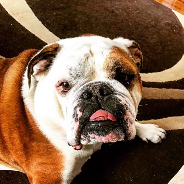 Tongue out Thursday #charlie #englishbulldog #bully
