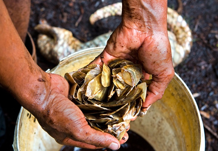 Pangolin scales, Credit: Paul Hilton for Wildaid