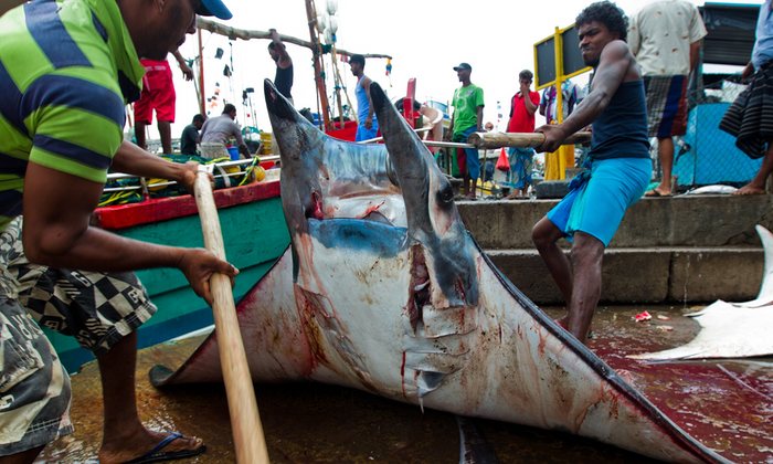Mobula Ray, close relative of the manta ray (with less protection) harvested for its gills Credit: Paul Hilton 