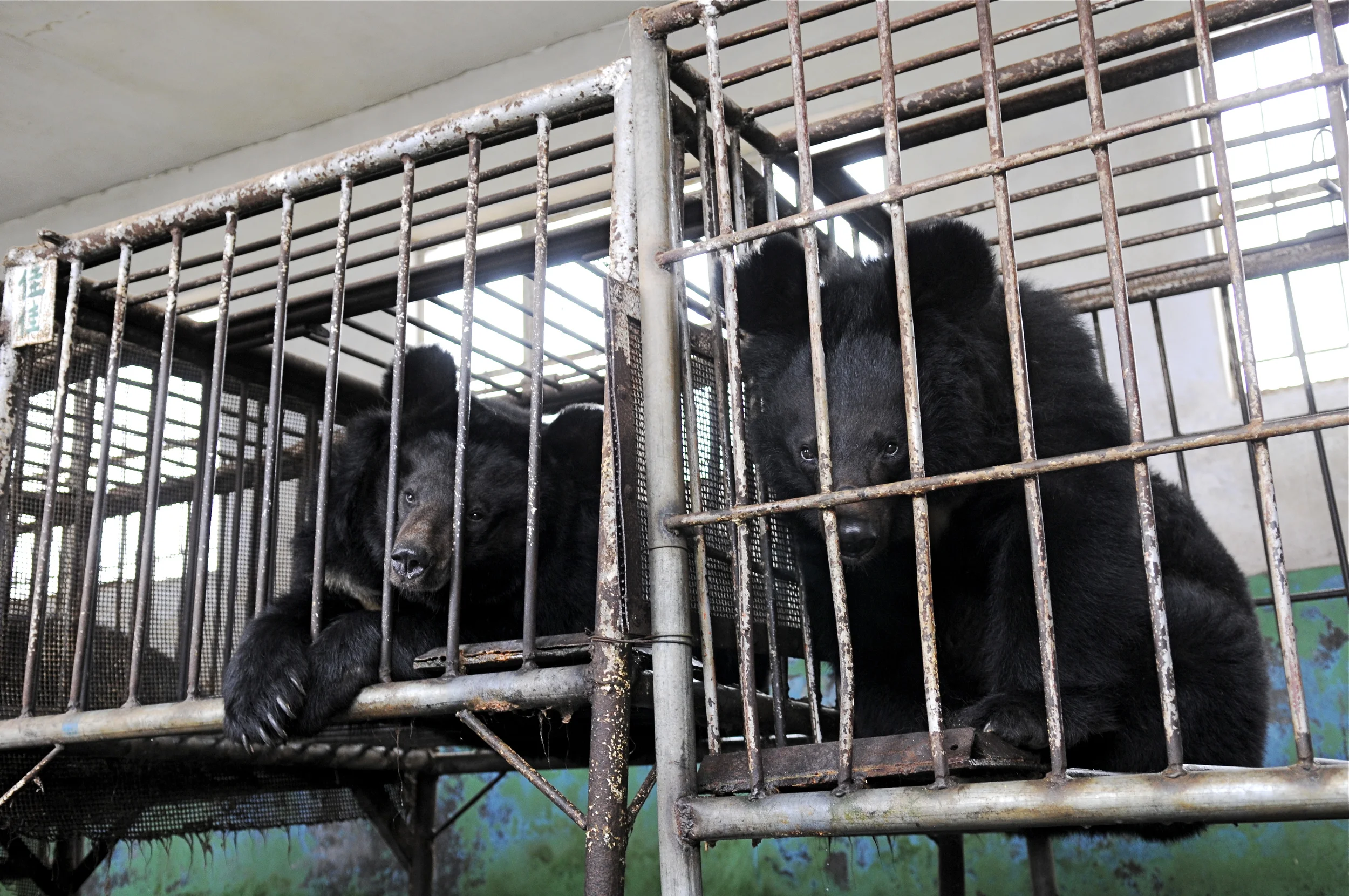 Credit: Animals Asia