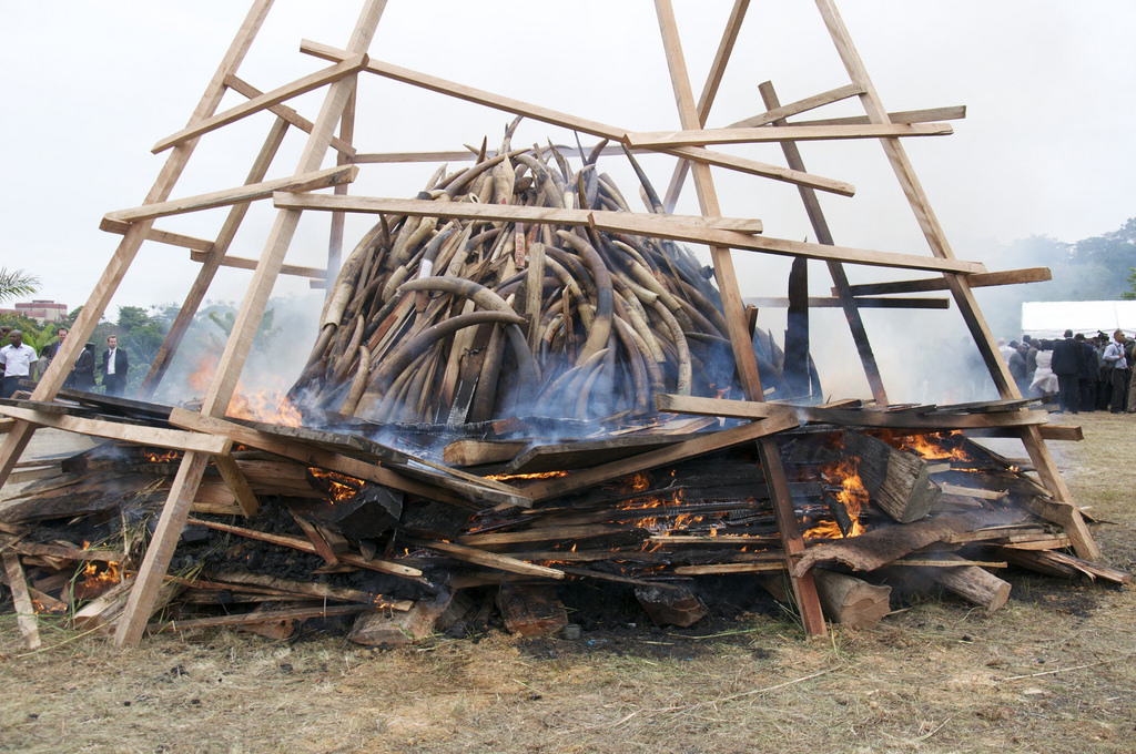 Five tonnes of elephant ivory stockpiles burning in Gabon. Credit : IFAW