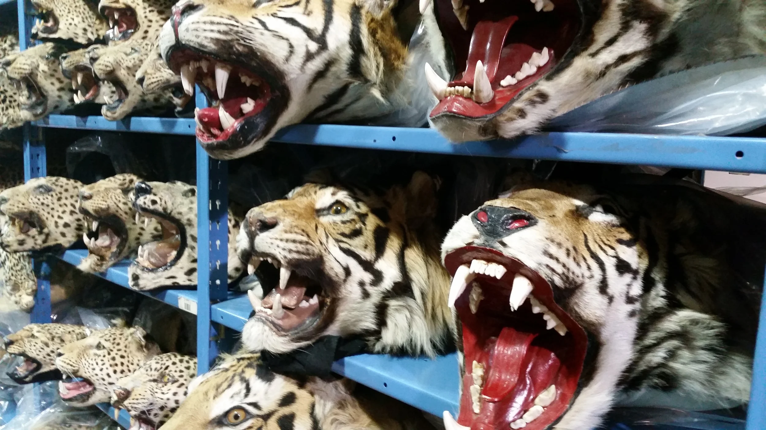 Confiscated tiger skins, Credit: USFWS Mountain-Prairie