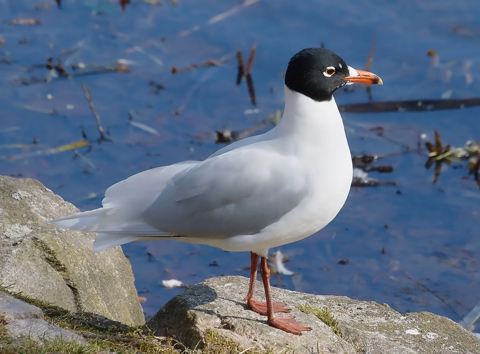Mediterranean Gull. Credit: Stefan Berndtsson