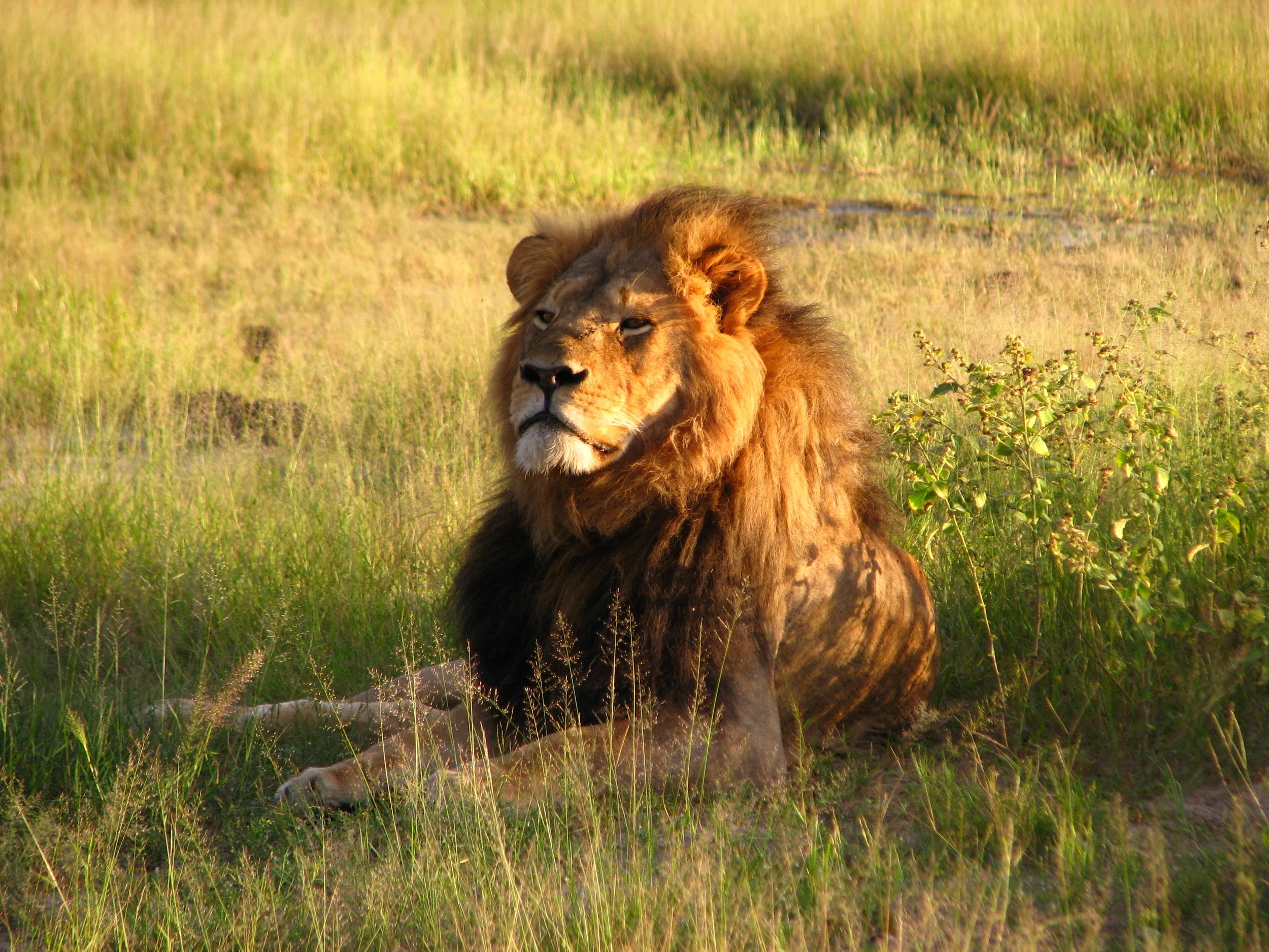 The ever majestic and mourned Cecil, Hwange National Park, Zimbabwe 2010. Credit: Daughter#
