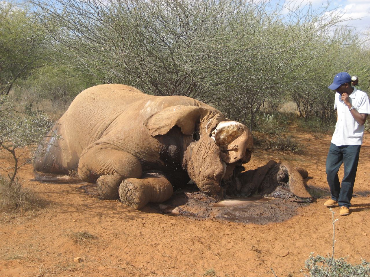 Elephant poached in Kenya. Credit: Elain e