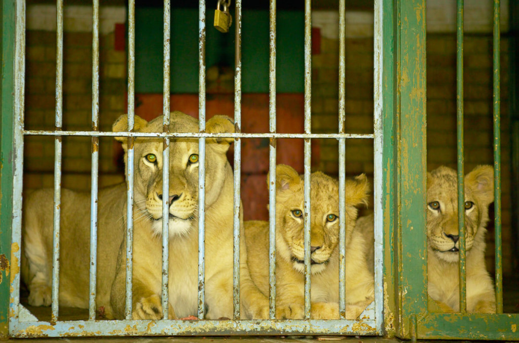 Credit: Roger and Pat de la Harpe for Blood Lions 