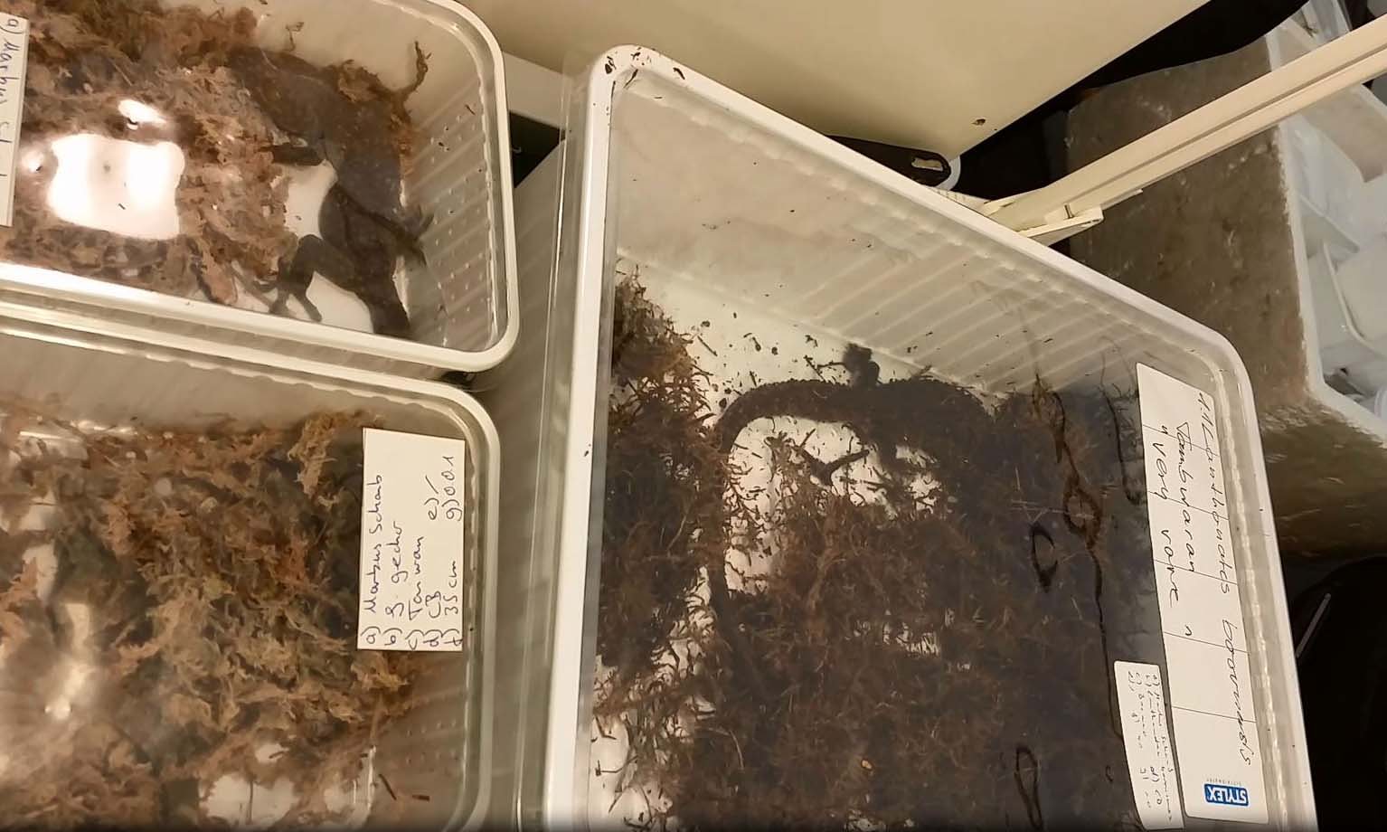 Lizards at Terraristika fair. Credit: The Guardian, private collection.