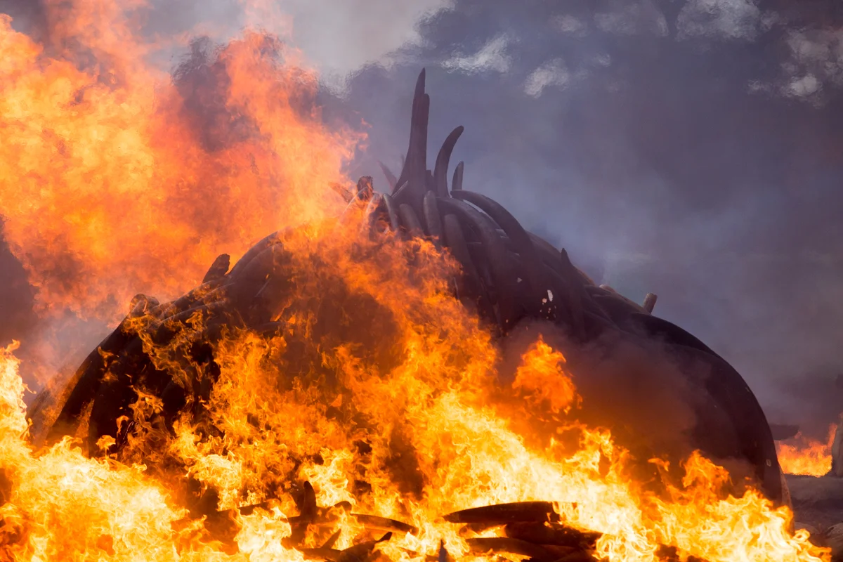 Destruction of Ivory in Kenya, April 2006 