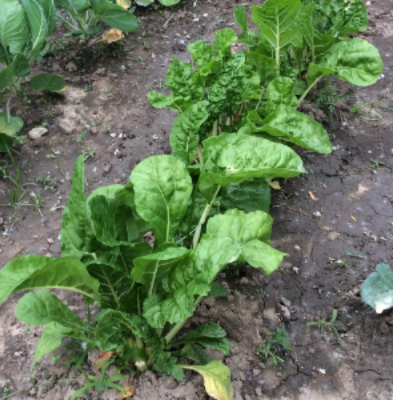 homegrown swiss chard, by yours truly // photo by @SUEMORREALE