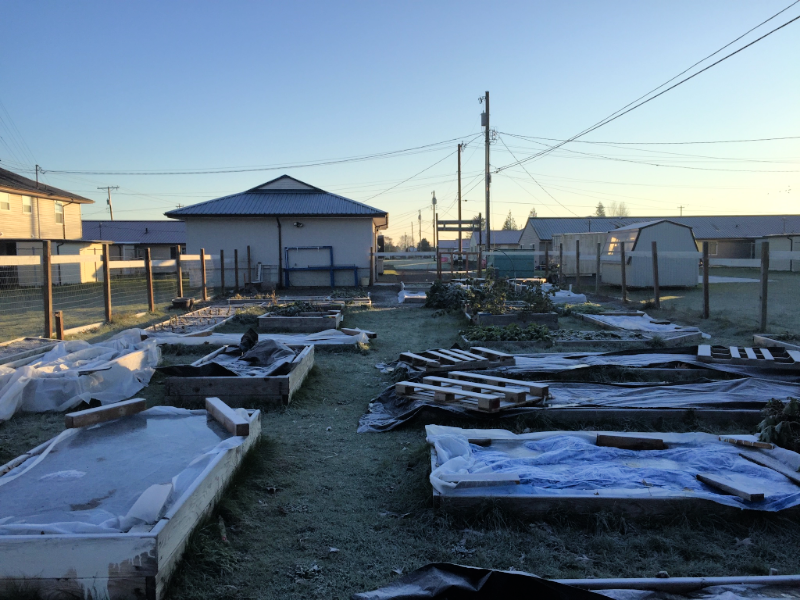 The garden after the heavy frost over the Thanksgiving weekend.