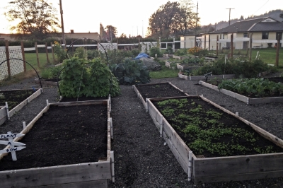 The garden in the first steps of the winterization process.