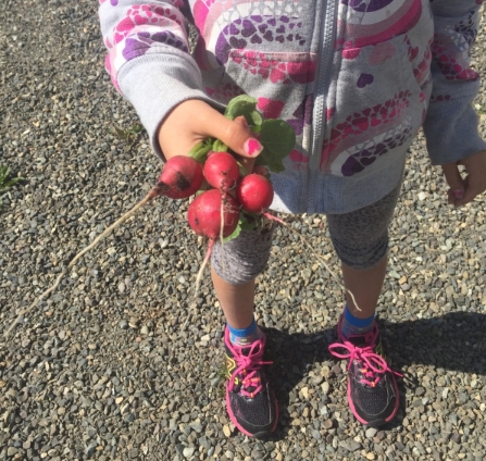 A garden volunteer holds fresh radishes. Harvest time has begun and delicious, nutritious veggies are being harvested at the Cultivating Roots Garden!