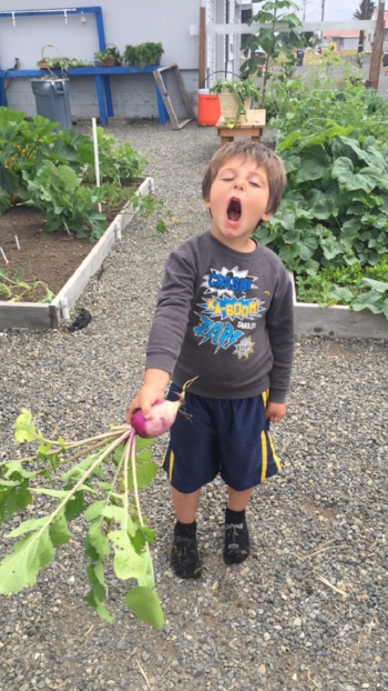 A volunteer holds a turnip from the garden, maybe his excitement came from microorganisms in the soil!