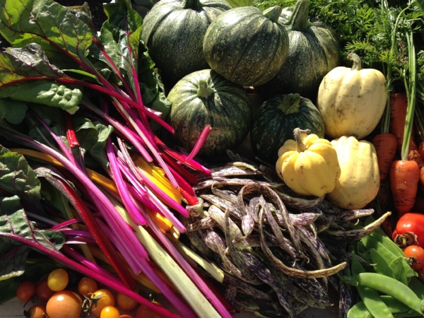 The food from Cultivating Roots Community Garden makes it to gardeners' kitchens and local food banks the same day that we harvest it.