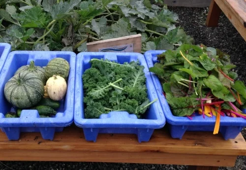 Squash, kale, and chard in the garden. There's more kale and chard growing right now, along with spinach, carrots, beets, and more!