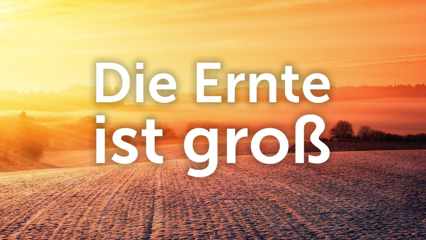 Die Ernte ist groß