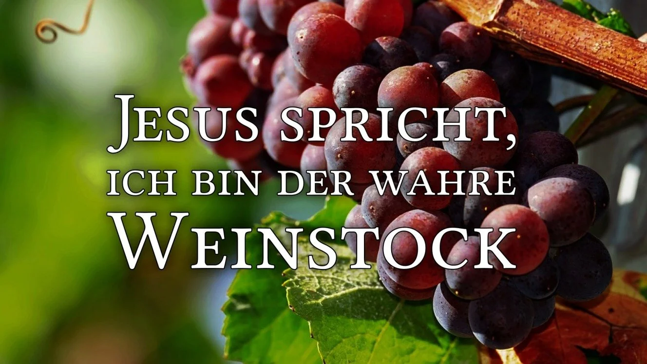 Ich bin der wahre Weinstock