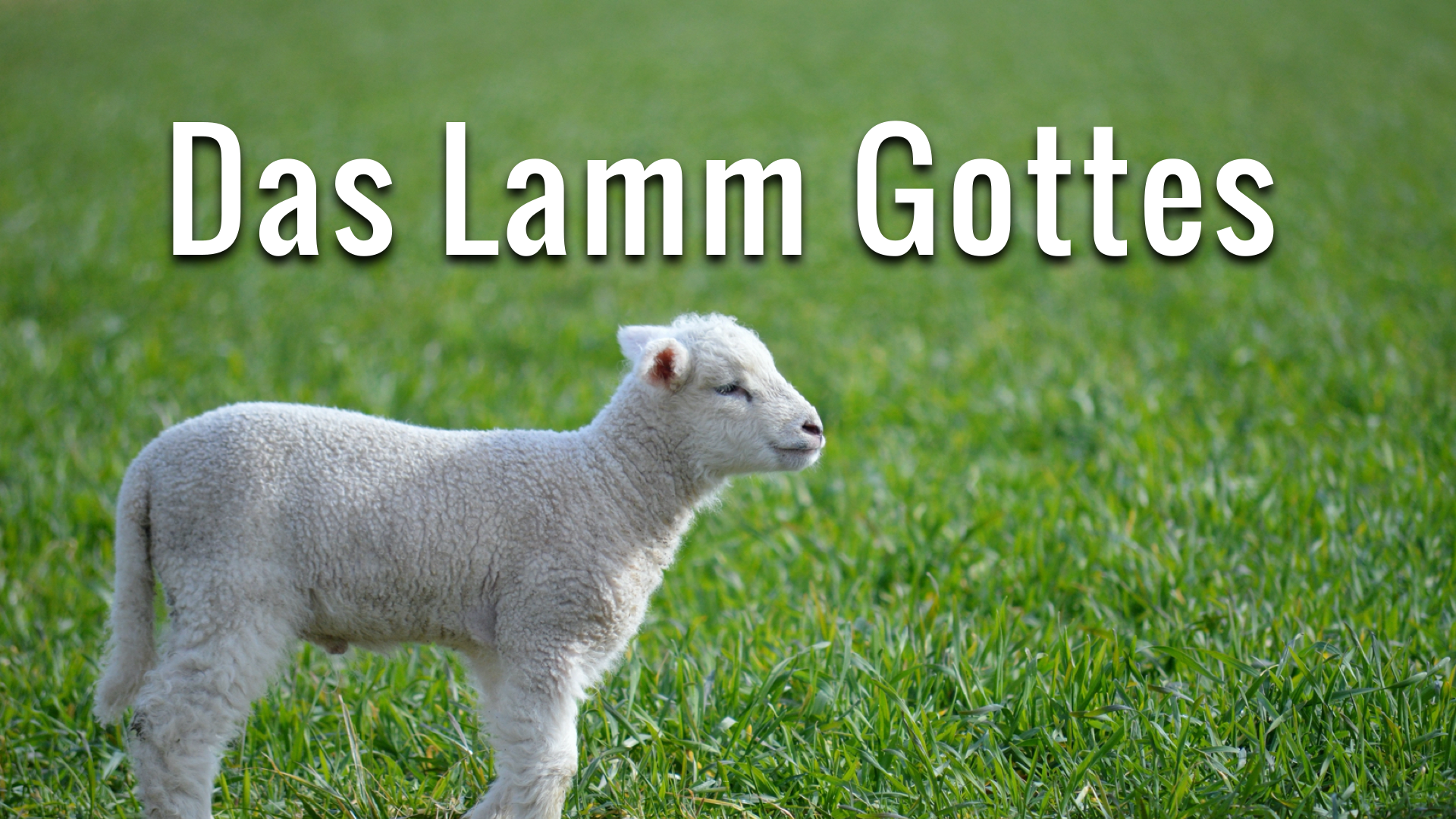 Das Lamm Gottes